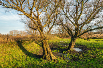 Two slanted trees with bare branches in the low light of the setting sun. The photo was taken in the Dutch National Park Biesbosch, North Brabant.