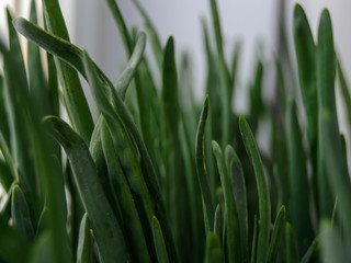 Juicy bunch of green grass