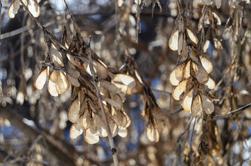 Maple Seeds in the sunlight