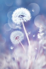 White dandelions in the field. Image in delicate pastel blue and pink colors. Natural spring and summer background.