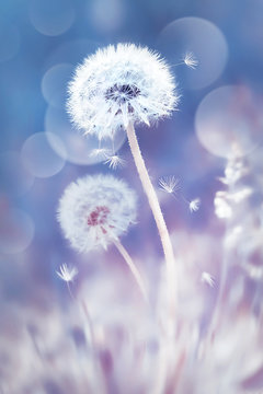 Fototapeta White dandelions in the field. Image in delicate pastel blue and pink colors. Natural spring and summer background.