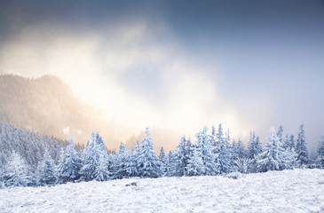 winter landscape with snowy fir trees in the mountains