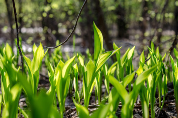 Beautiful grass leaves in the sunlight