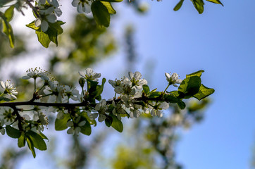Beautiful cherry blossom