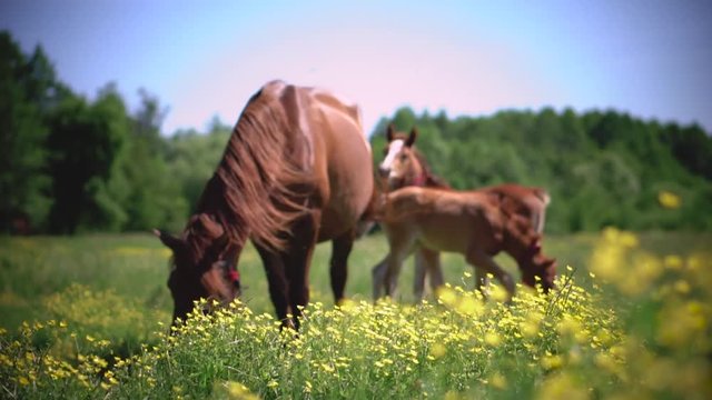 Red horse and her baby with long mane in flower field against sky and forests. Farm theme. Stock video