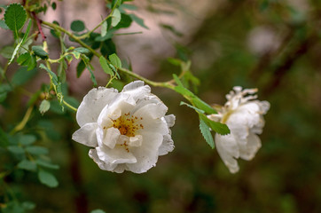 Obraz premium Beautiful flower in the garden