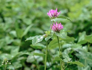 Small beautiful wildflower