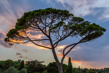 Fototapeta na wymiar Mediterranean pine tree against colourful sunset sky, Southern France. Holidays in France.