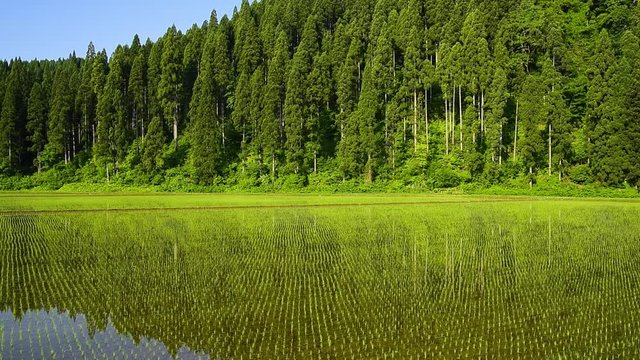 田植えを終えたばかりの水田