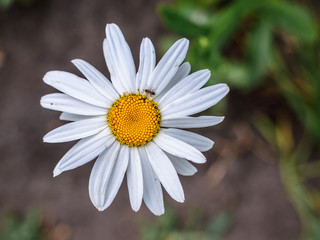 Fototapeta premium Beautiful flower in the garden