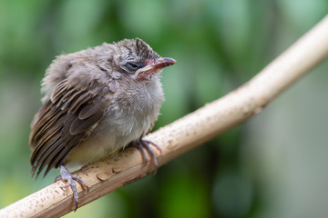 Closeup of fledgling bulbul bird ,third day out of the nest..Yellow vented bulbul  bird juvenile perching on branch waiting   food from parent with green natural blurred  background,selective focused.