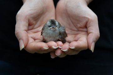 Juvenile bird fate is in the hands of human..Fledgling bulbul bird sitting in mercy hands looking at photography with black background,front view..