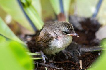 Fledgling bulbul bird in nature..Yellow vented bulbul bird perching on bird nest fern,high angle view.