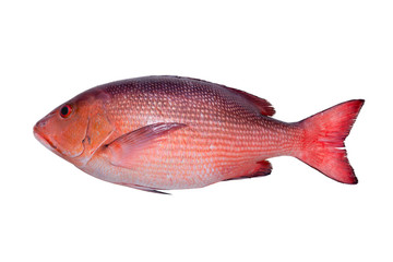 Deep sea live fresh fish ,straight shape. Two spot red snapper fresh fish from deep andaman sea  isolated on white background with clipping path,top view.