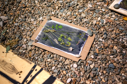 DIY Crafts In The Summer Art Camp. Cyanotype: Different Plants On The Fabric