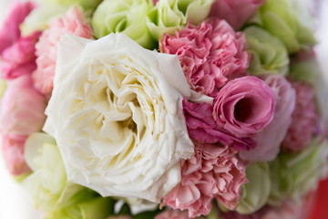 Soft color Roses Background