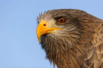 Yellow-billed (Yellowbilled) Kite (Milvus aegyptius). KwaZulu Natal. South Africa