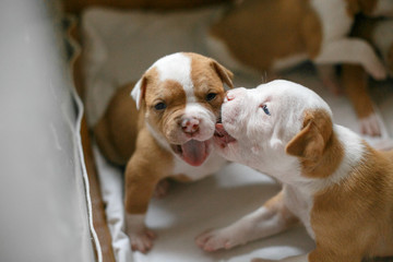 Spotted little puppies of the American Bulldog play with each other