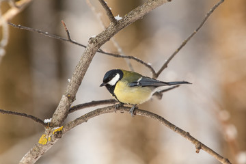 A little bird chickadee/ titmouse
