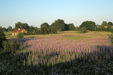 Fototapeta na wymiar field with lupins and a house