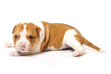 American bulldog puppy on white background