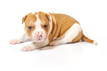 American bulldog puppy on white background