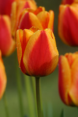 Tulips in full bloom