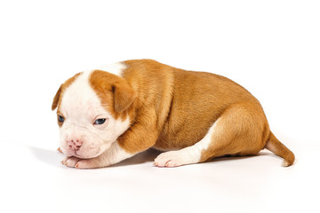 American bulldog puppy on white background