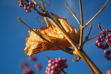 A dry leaf among branches