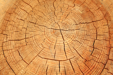 tree annual ring as a background