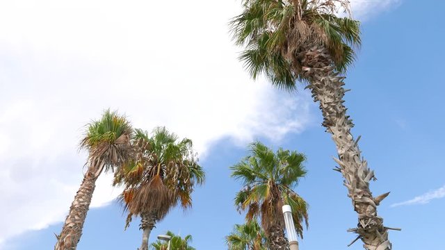 Palm trees against blue sky at Barceloneta Beach, Barcelona