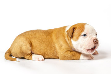 American bulldog puppy on white background