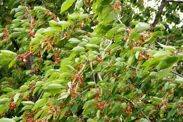 Drzewo z wiśniami © Heroc