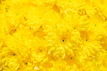 Fresh yellow chrysanthemum flower buds pattern texture