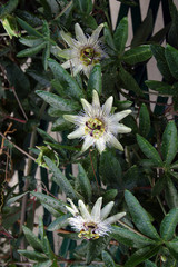 Fototapeta premium Passion Flower