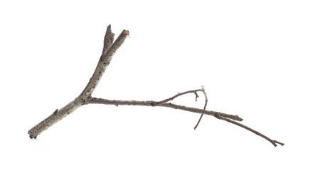Dry branch, twig isolated on white background