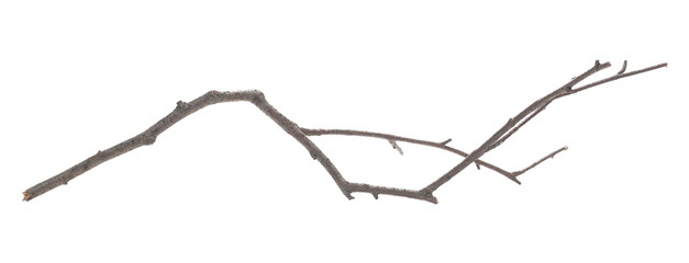 Dry branch, twig isolated on white background