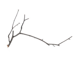 Dry branch, twig isolated on white background