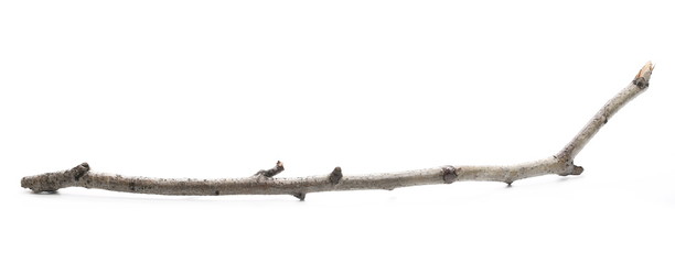 Dry branch, twig isolated on white background