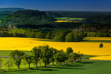 Rapsfelder, Blick auf den Lilienstein,  Nationalpark Saechsische Schweiz, Elbsandsteingebirge, Sachsen, Deutschland