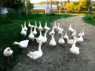 A flock of white geese walks in the old Russian village