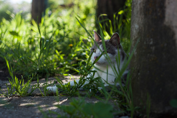 cat in garden