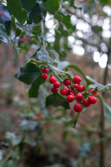 Holly plant with reds fruits