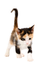 Studio shot of an adorable two months old calico kitten, walking with an upright tail and looking curiously, isolated on white background