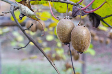 Plant of kiwi