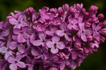Fototapeta premium pink flowers in the garden
