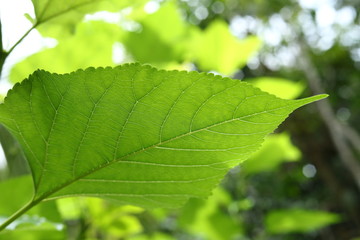 green leaf nature texture