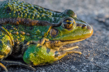 Frog intently watching you