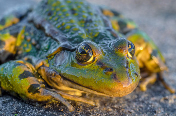 Frog intently watching you