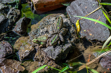 Three beautiful frogs on the stone